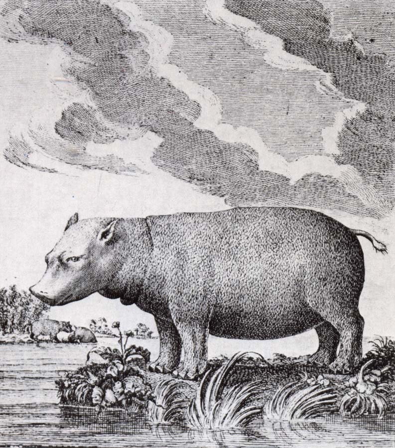 hippopotamus,flodhasten eller sjokon,som den ocksa kallades